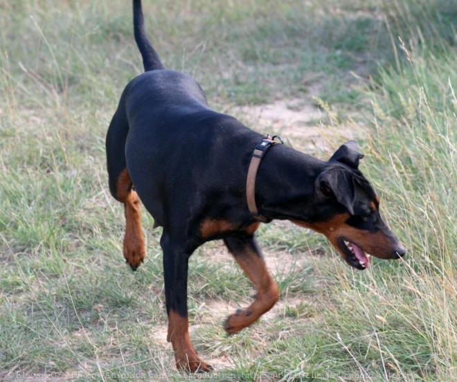 Photo de Pinscher allemand