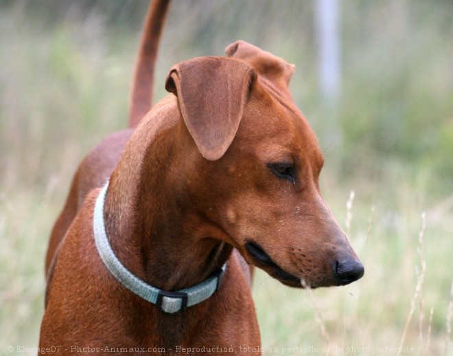 Photo de Pinscher allemand