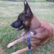 Photo de Berger belge malinois