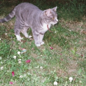 Photo de Chat domestique