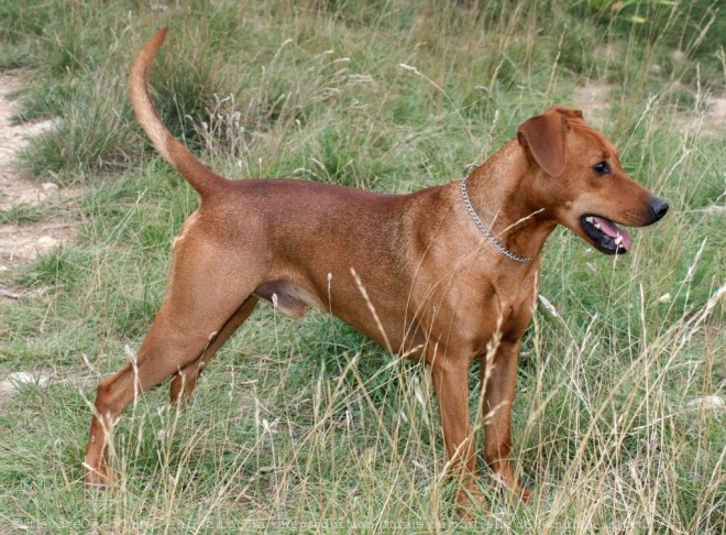 Photo de Pinscher allemand