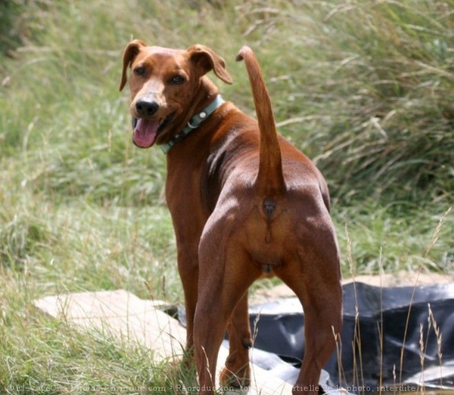 Photo de Pinscher allemand