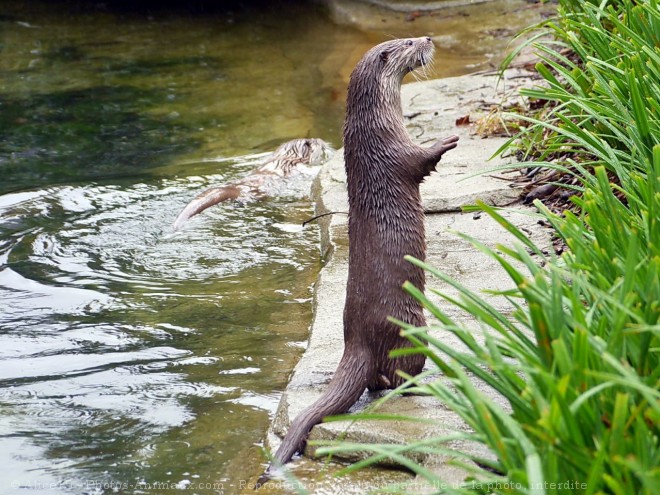 Photo de Loutre