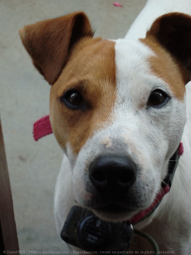 Photo de Jack russell terrier