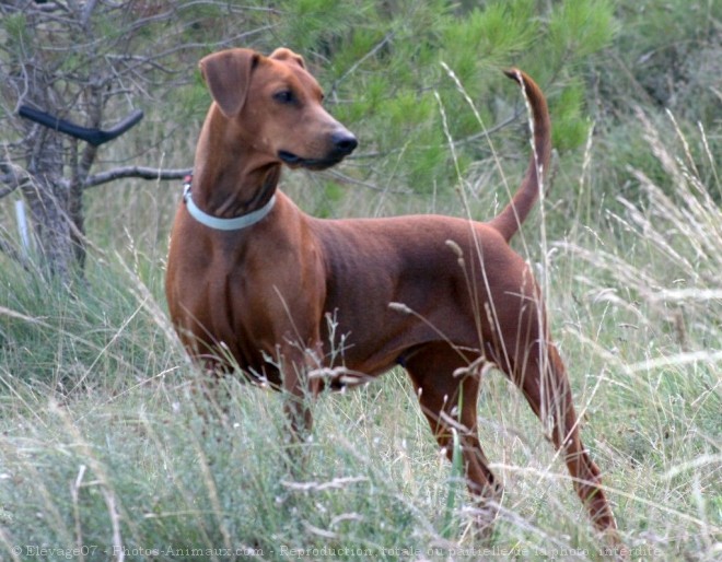 Photo de Pinscher allemand