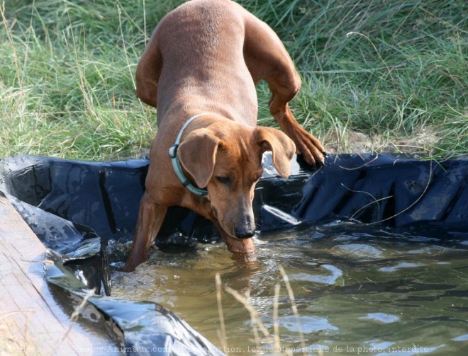 Photo de Pinscher allemand