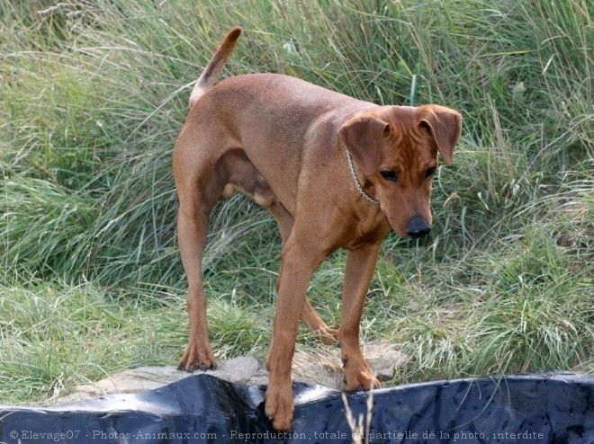 Photo de Pinscher allemand