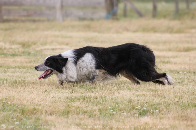 Photo de Border collie