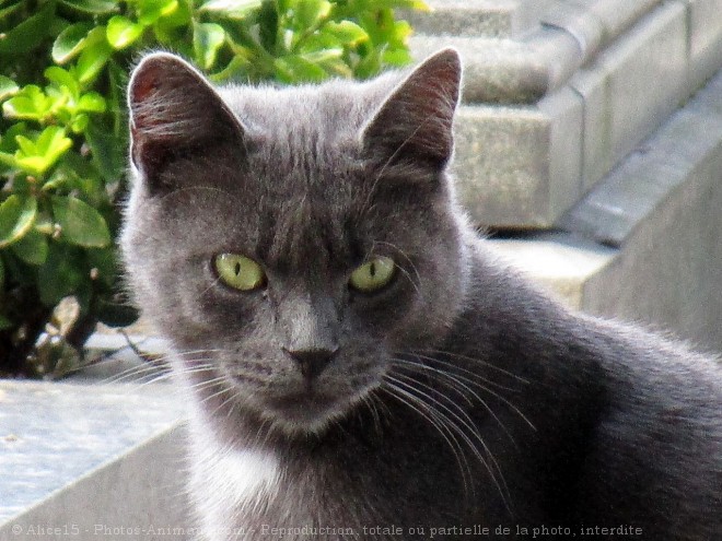 Photo de Chat domestique