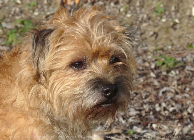 Photo de Border terrier