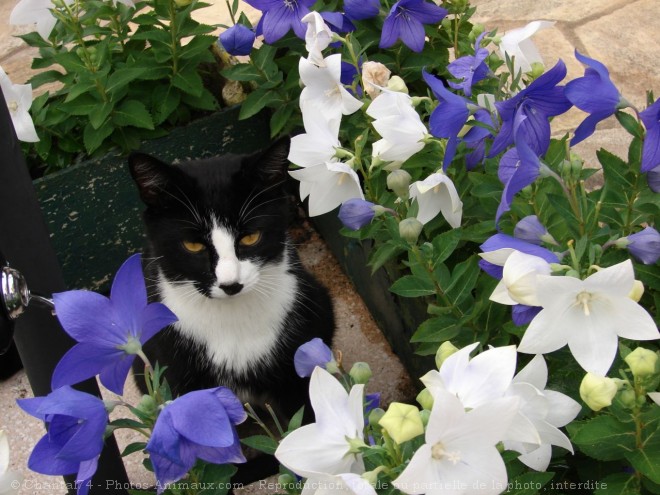 Photo de Chat domestique