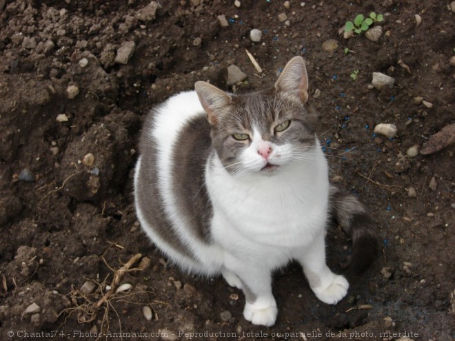 Photo de Chat domestique