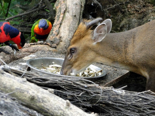 Photo de Muntjac