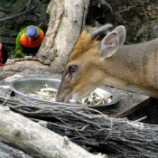 Photo de Muntjac