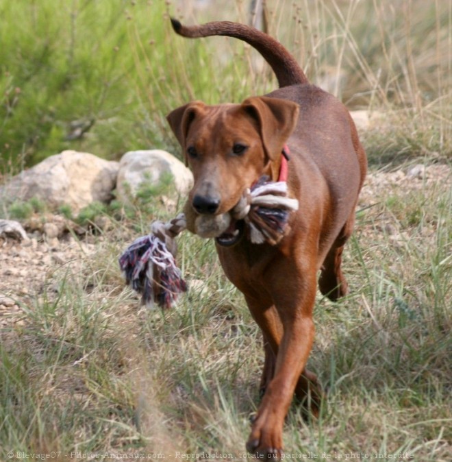 Photo de Pinscher allemand