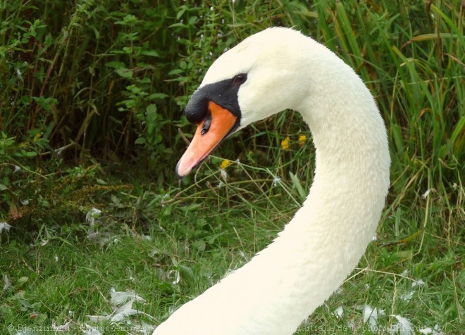 Photo de Cygne