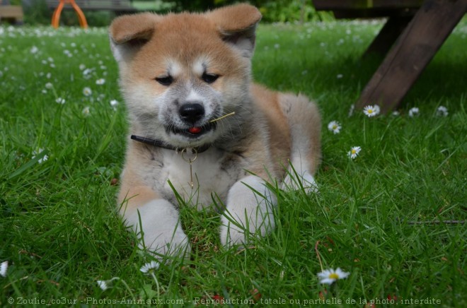 Photo d'Akita inu