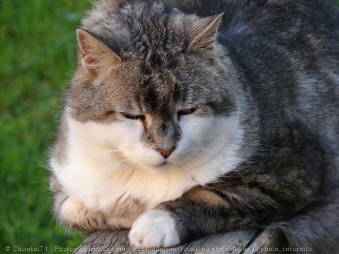 Photo de Chat domestique