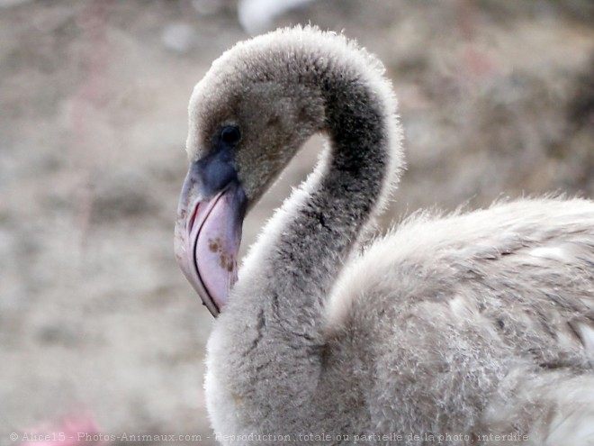 Photo de Flamand rose