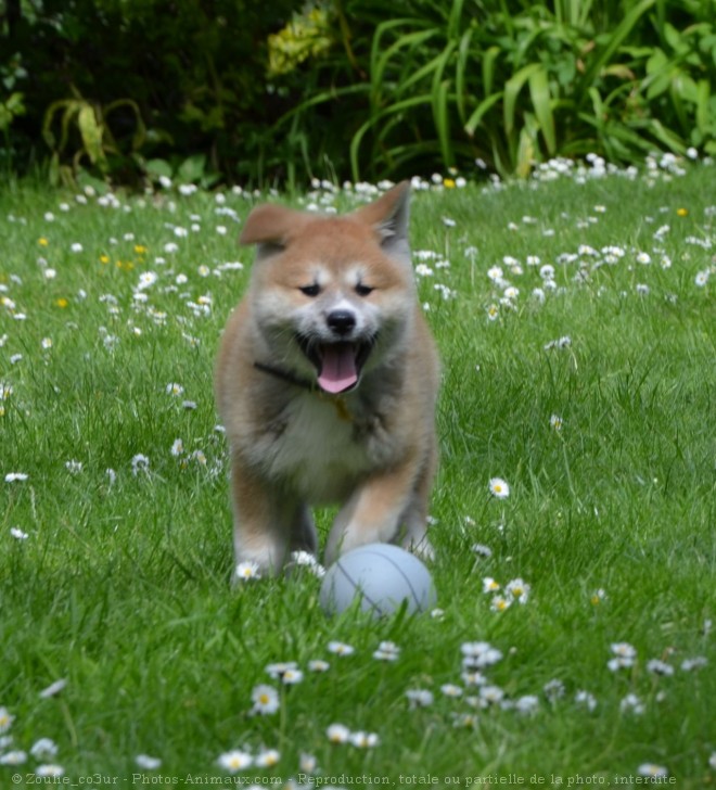 Photo d'Akita inu