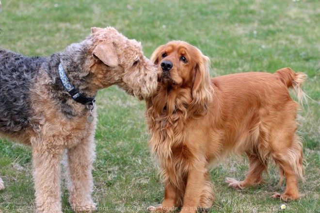 Photo d'Airedale terrier