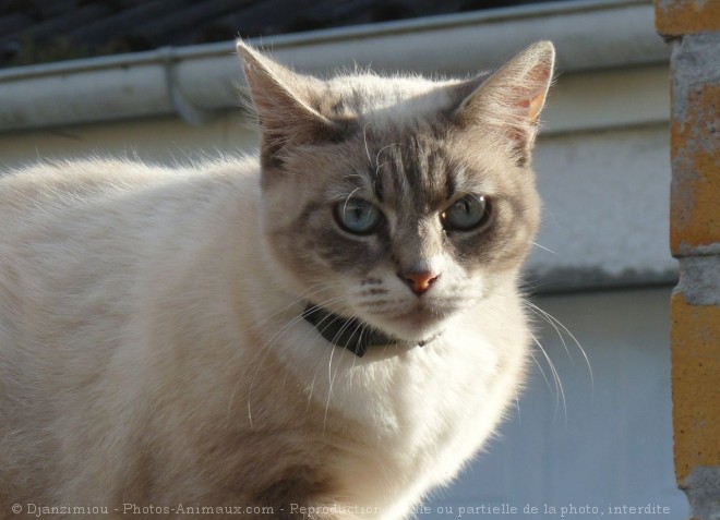 Photo de Chat domestique