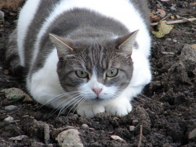 Photo de Chat domestique