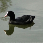 Photo de Foulque macroule