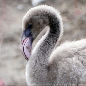 Photo de Flamand rose