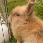 Photo de Lapin