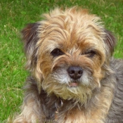 Photo de Border terrier