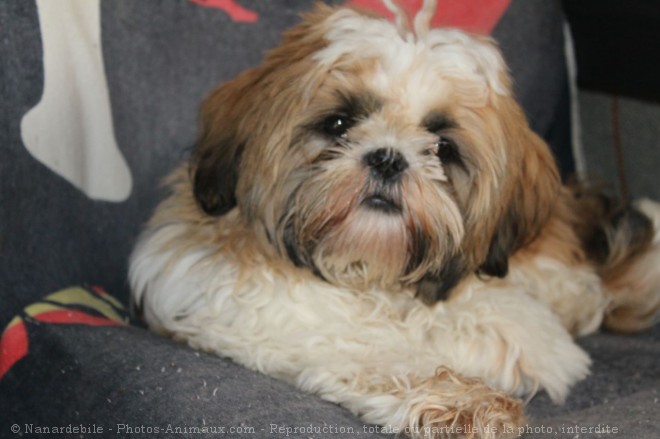 Photo de Shih tzu