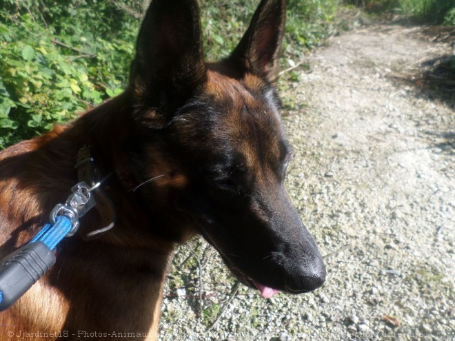 Photo de Berger belge malinois