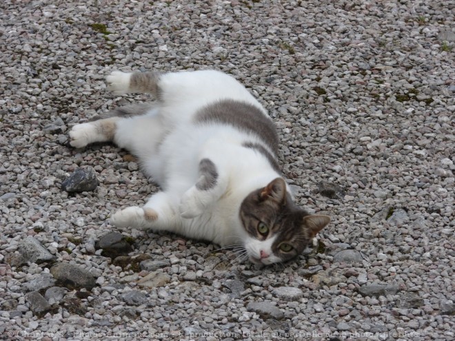 Photo de Chat domestique