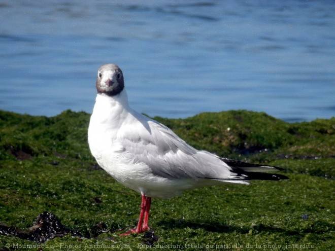 Photo de Mouette