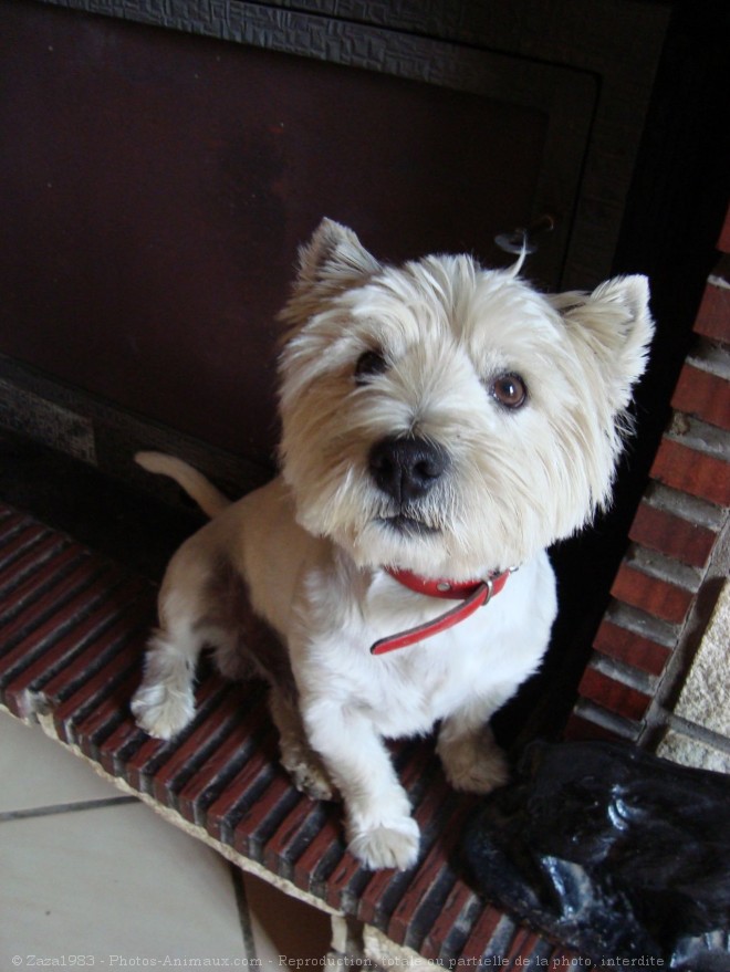 Photo de West highland white terrier