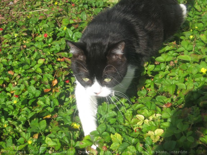 Photo de Chat domestique