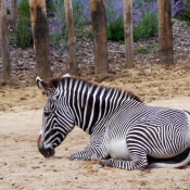 Photo de Zebre