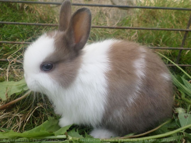 Photo de Lapin