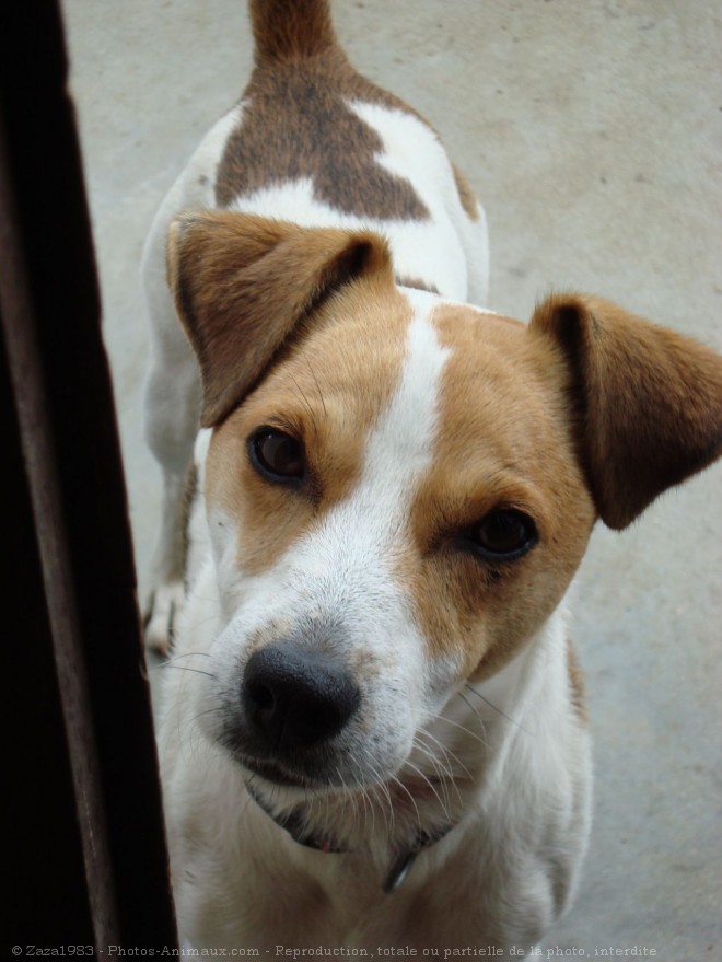 Photo de Jack russell terrier