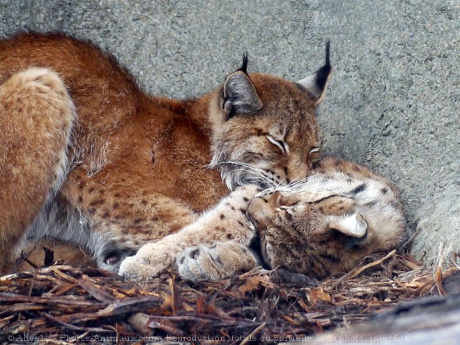 Photo de Lynx