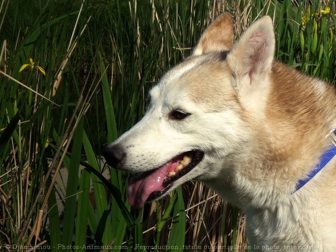 Photo de Husky siberien