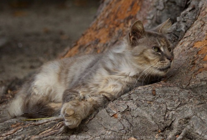 Photo de Chat domestique