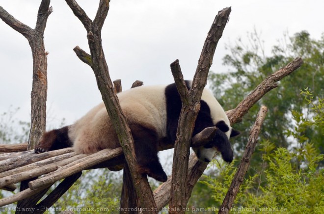 Photo de Panda