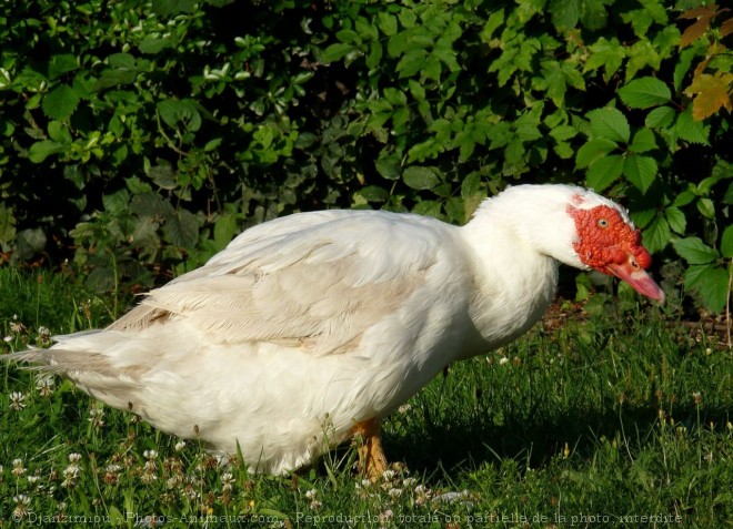 Photo de Canard de barbarie