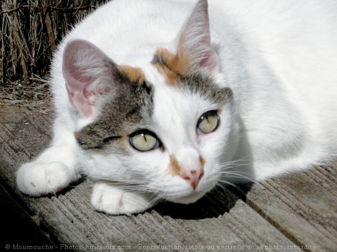 Photo de Chat domestique