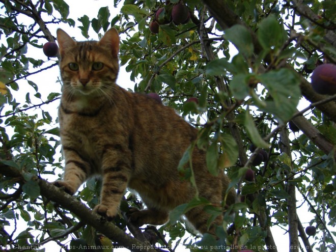 Photo de Chat domestique