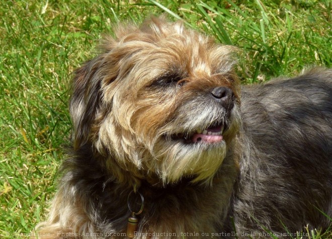 Photo de Border terrier