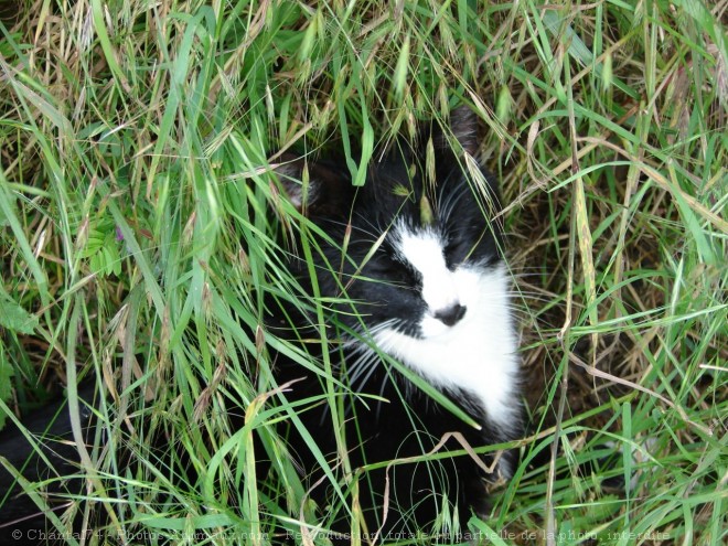 Photo de Chat domestique