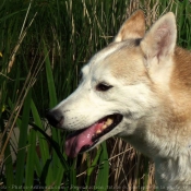 Photo de Husky siberien